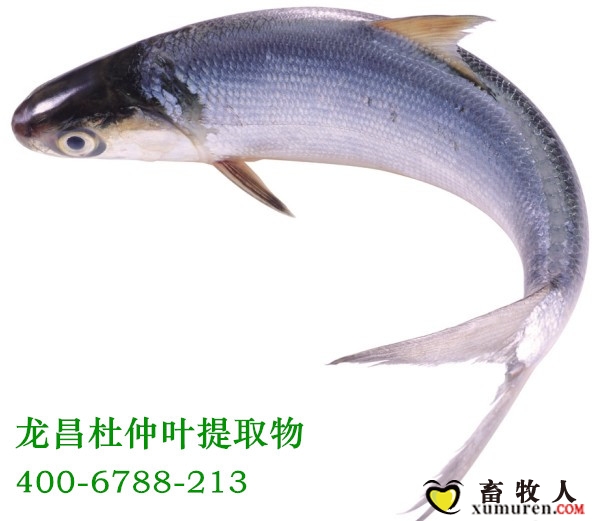 龙昌杜仲叶提取物