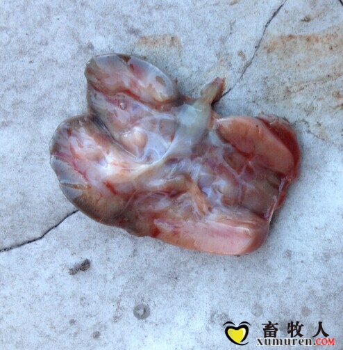 肾脏皮质青紫.jpg