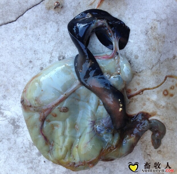 脾脏发黑坏死.jpg