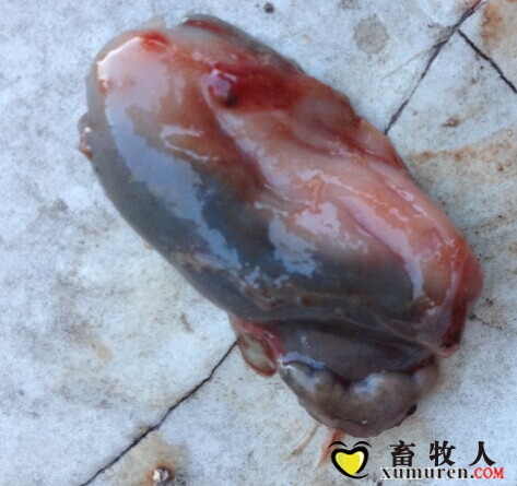 肾脏外观.jpg