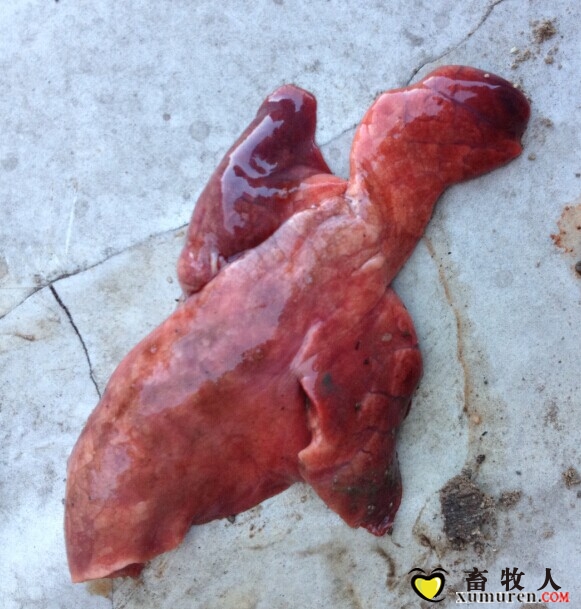 肺脏颜色深浅不均.jpg