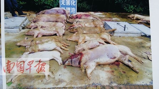 千头猪莫名死亡 死因检测两版本真相难查