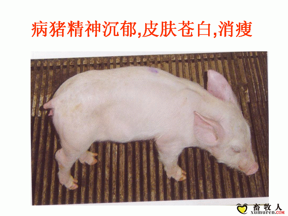 幻灯片4.GIF