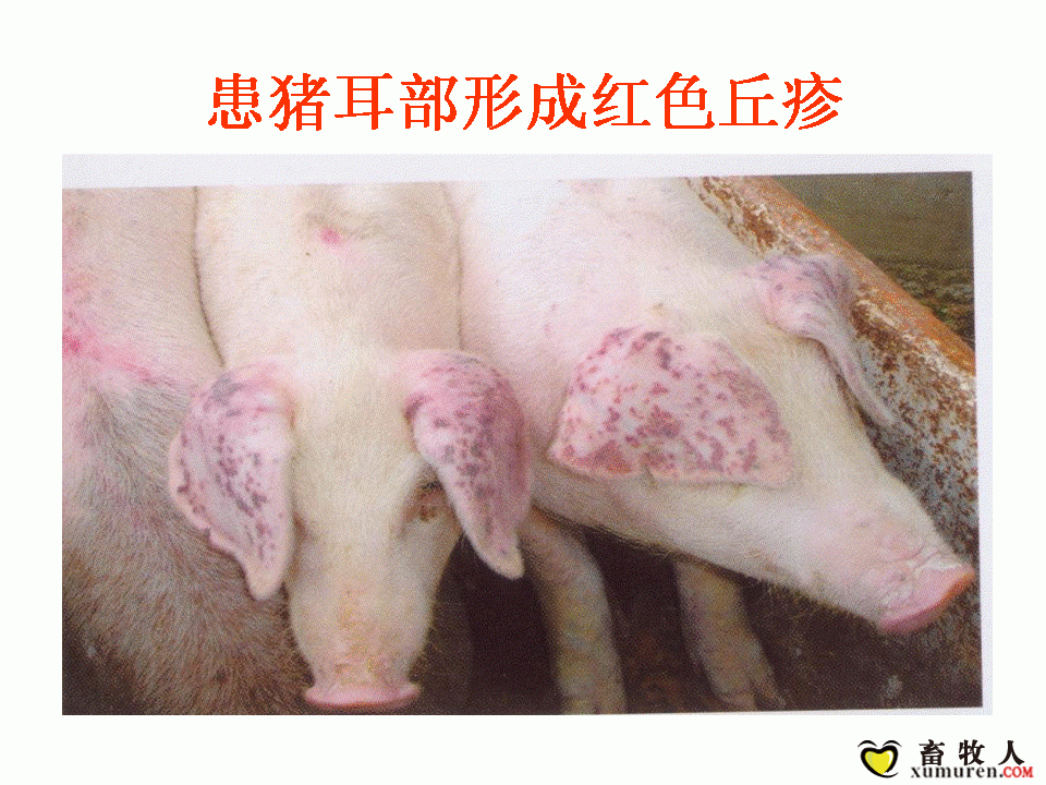 幻灯片6.GIF
