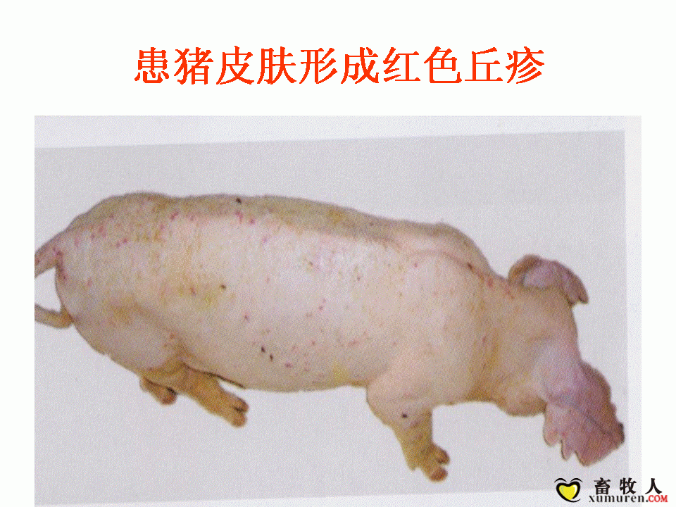 幻灯片7.GIF