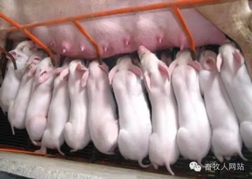 仔猪断奶后第1周应该吃多少？一个具有高度争议的话题，您怎么看？
