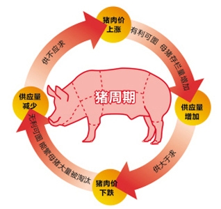 2015年中国猪价或迎来史上最长调整期