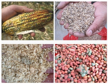 世界80%的地区存在严重的霉菌毒素危险