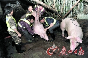 注水猪升级 猪肉注血水更接近正常状态