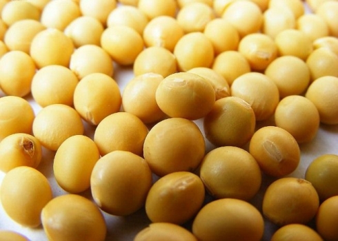 大豆产业协会副会长刘登高：中国大豆或再减产15%