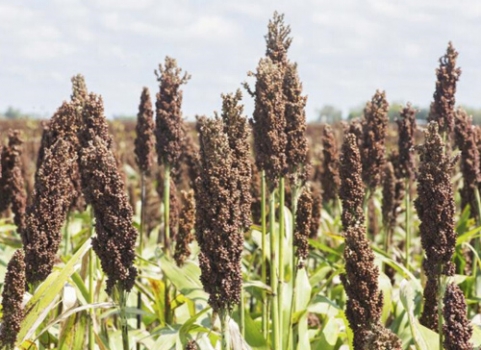 首批进口美国高粱中检出检疫性真菌--葡萄茎枯病菌