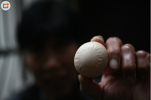 合肥一养殖场怪事连连：母鸡下太阳鸡蛋 母猪生出小象