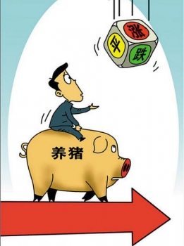 猪价涨 饲料原料价跌 养猪还能不赚？！