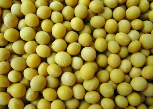 全球大豆产量将连续4年超过需求