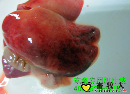 小鸭花肝