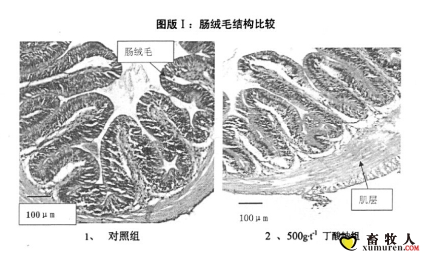 鲤鱼肠绒毛比较1.jpg