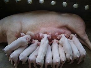 养好母猪划得来