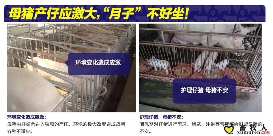 母猪产仔应激.jpg