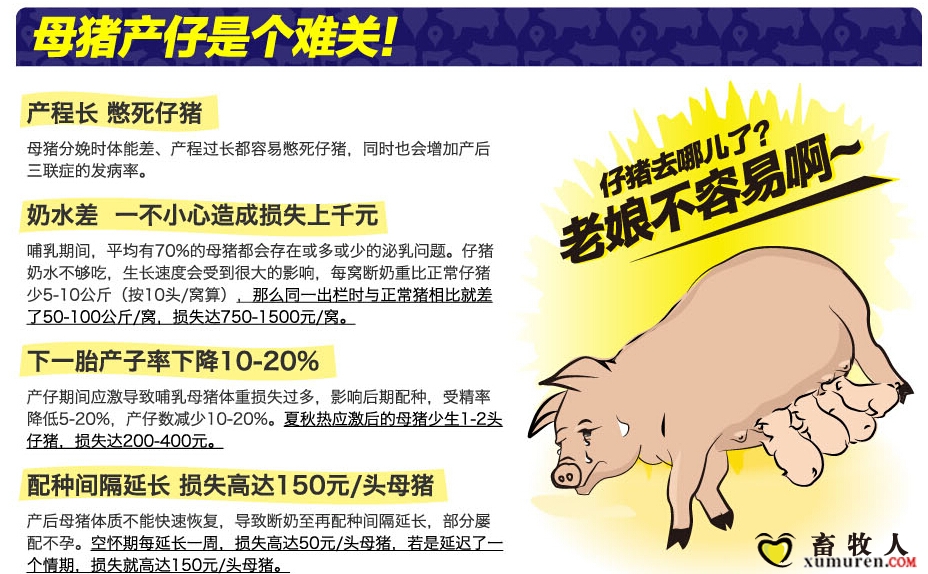 母猪应激.jpg