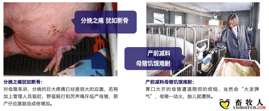 猪分娩.jpg