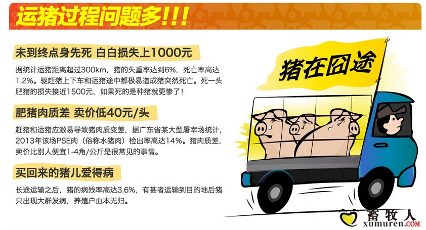 运猪问题多.jpg