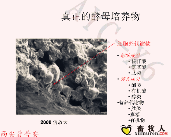 酵母培养物1号_副本.png