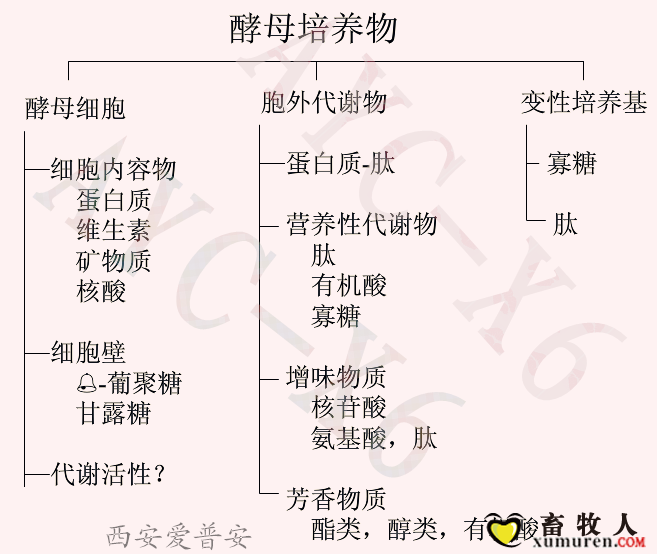 真正酵母培养物2号_副本.png