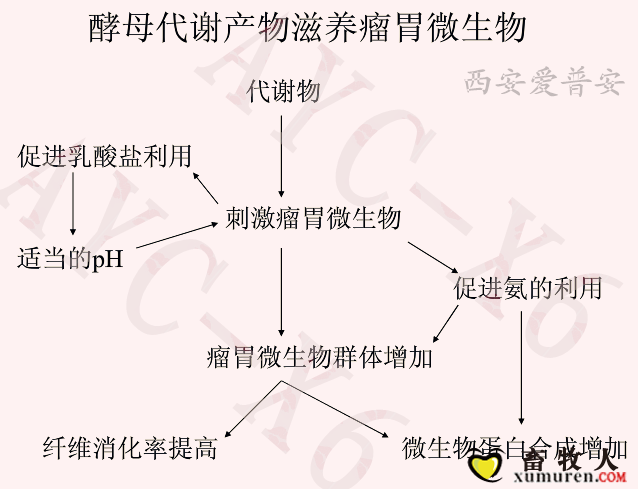 真正的酵母培养物3号_副本.png