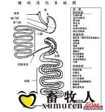 猪的消化系统.jpg