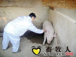 猪免疫注射.jpg