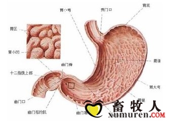 胃溃疡.jpg