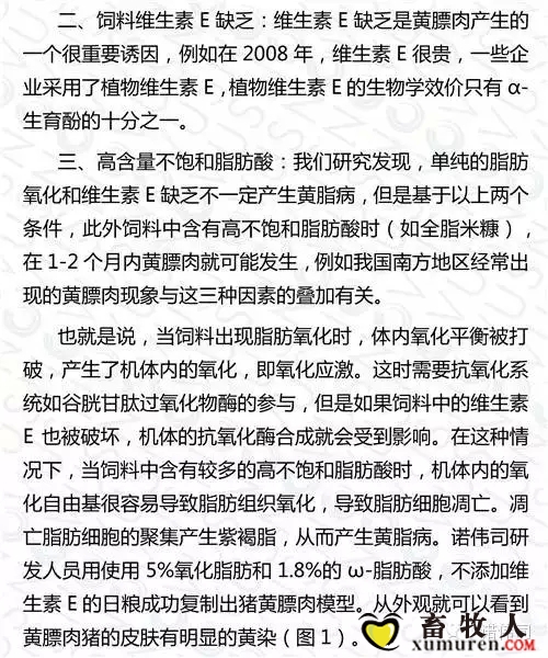 黄3.webp (2).jpg