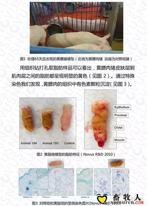 黄5.webp.jpg