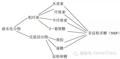 陈清华：饲用酶制剂的精准分类与功能