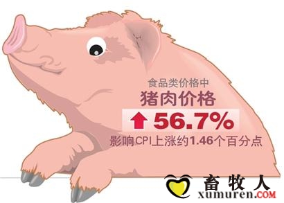 猪1.jpg