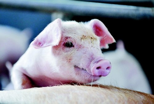 猪肉价格上涨背后的经济信号