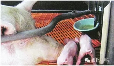 确保母猪充分泌乳的方法
