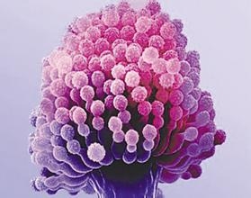 浅谈处理霉菌毒素类添加剂的了解与评估