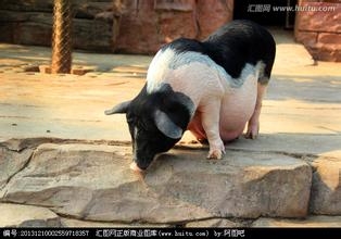 影响母猪产程因素的研究进展
