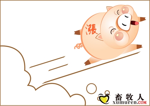猪价.jpg