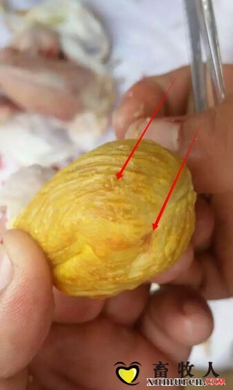 关注种鸡健康防止雏鸡肌胃炎