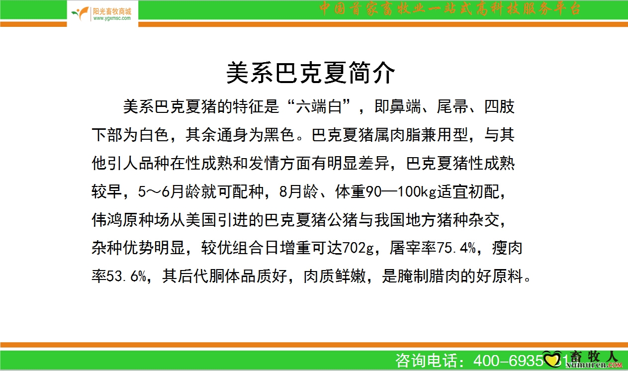巴克夏.jpg