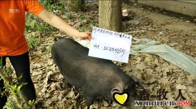 团年猪.jpg