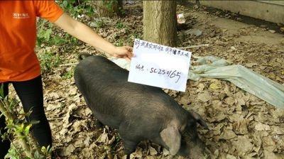 阿里农村淘宝预售“团年猪” 2499元认购整猪