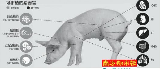 器官1.png