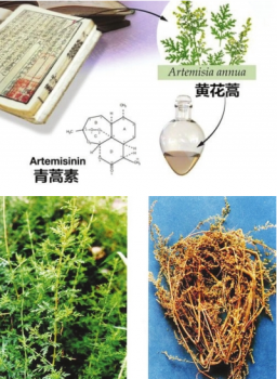青蒿素兽用有效性研究几十年前就已开始