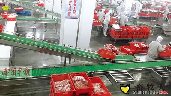 肉质1_副本.jpg