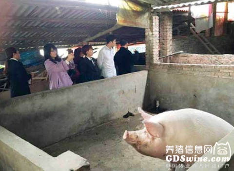 夫妻离婚分猪产分歧 承办法官进猪圈数猪