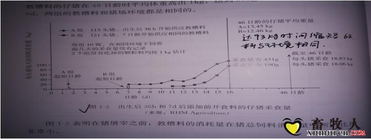 教槽料.jpg