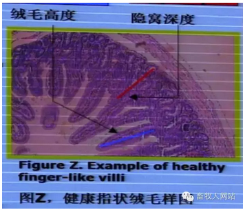 最佳肠道健康是良好生产能的基础